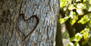 bitcoinist_heart_in_tree