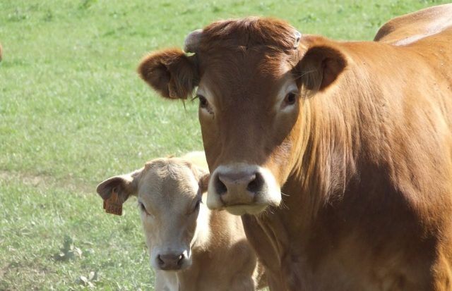 Airbnb for Cows