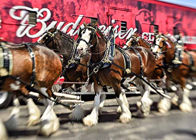 Budweiser Clydesdales