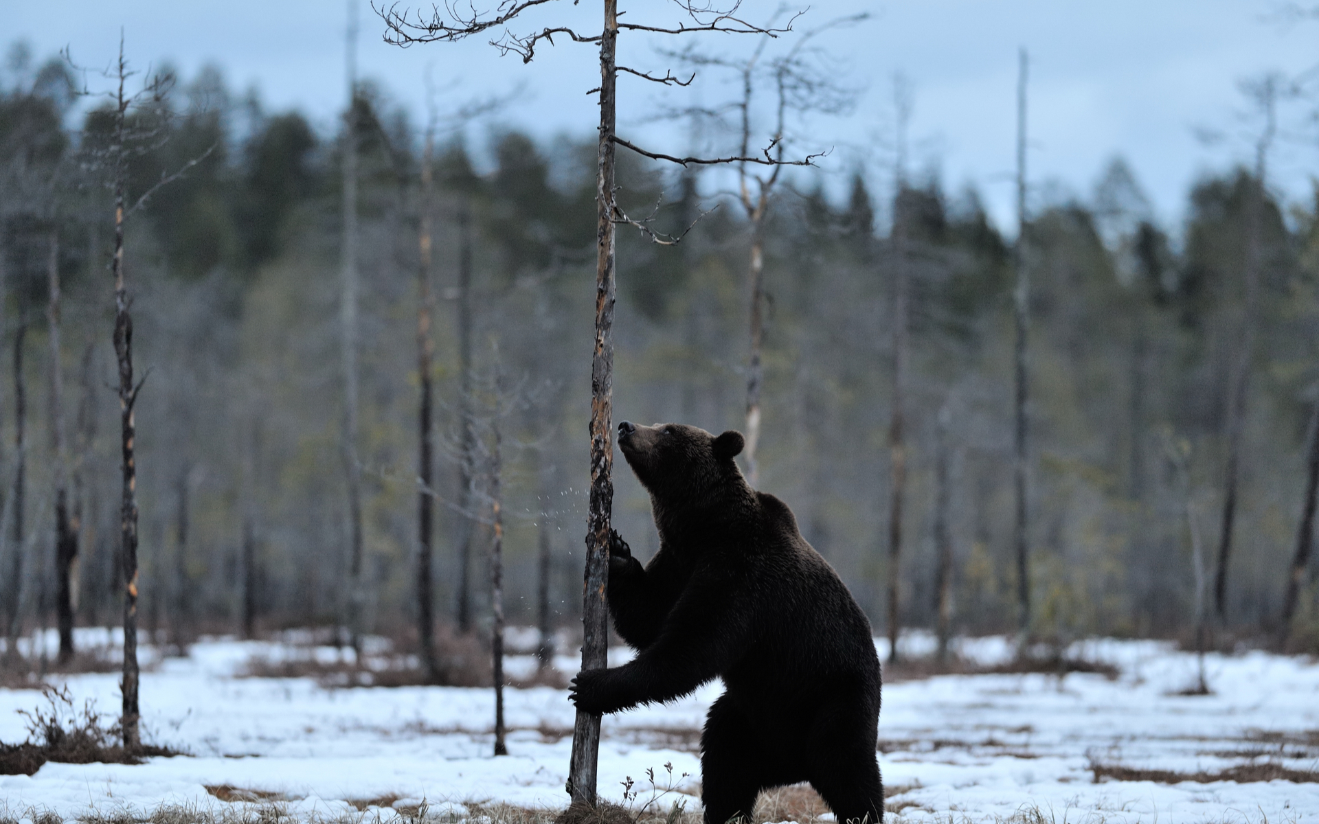 brown bear