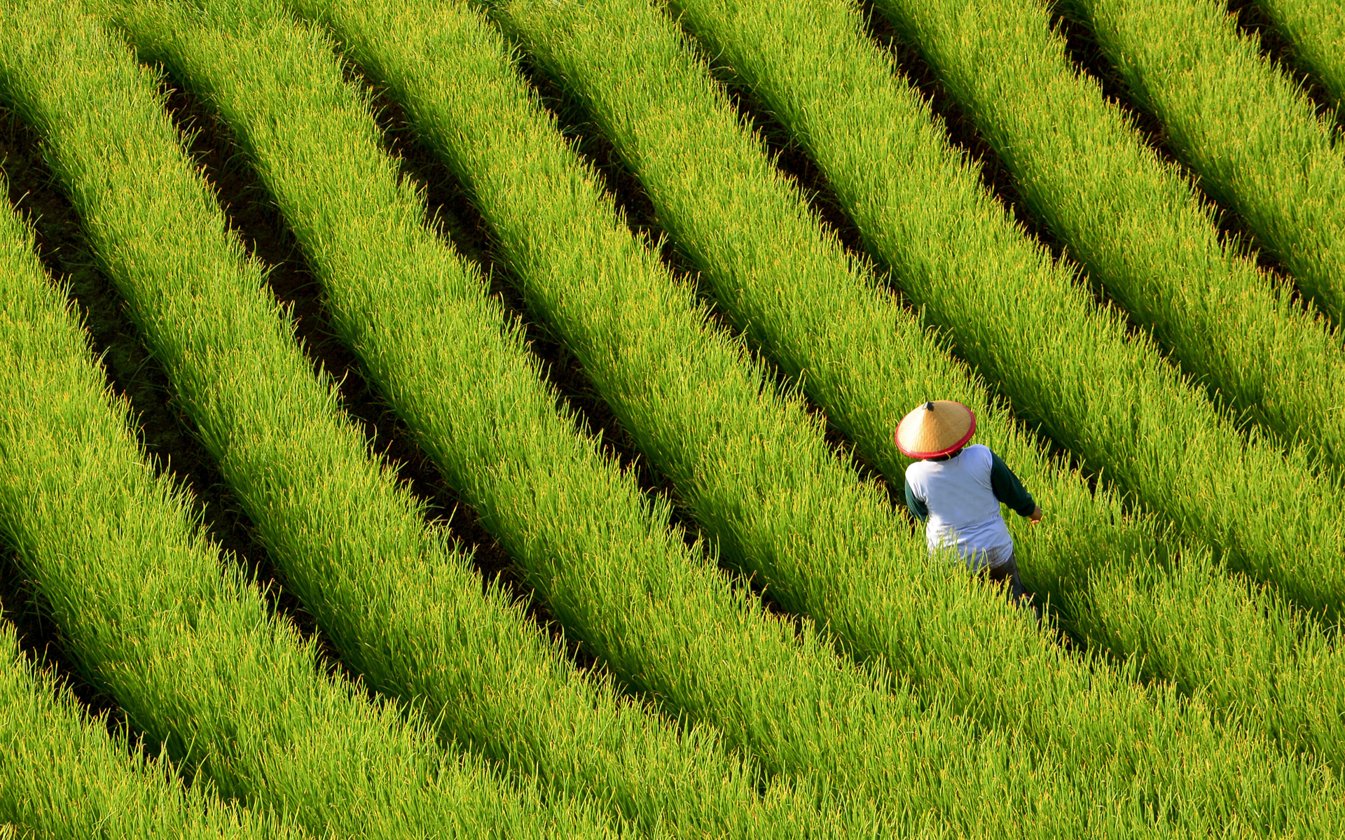 indonesia