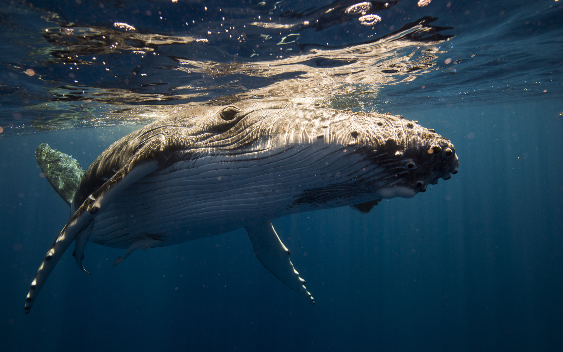 bitcoin crashes as whale dumps on Huobi