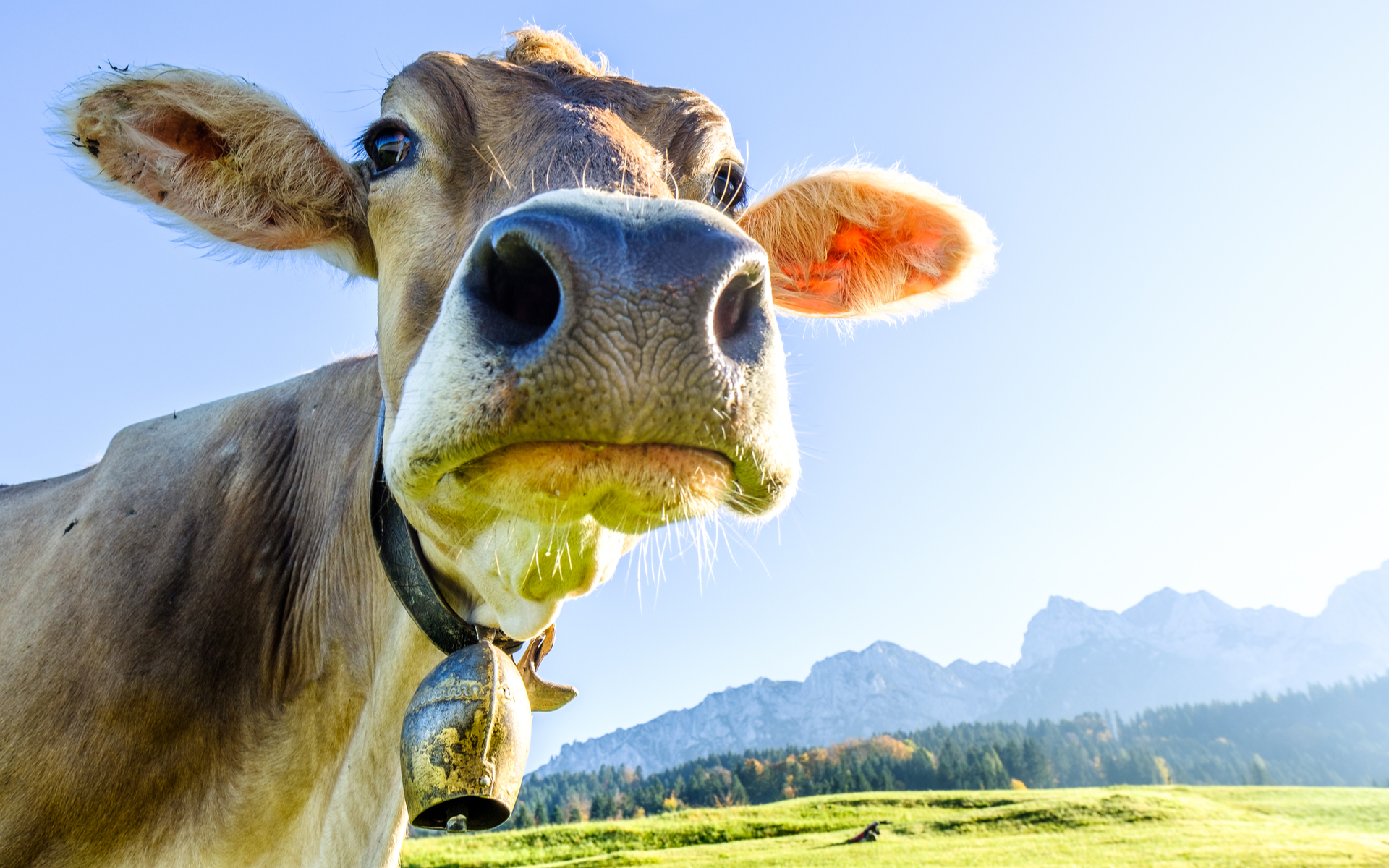 Dash investors money returns, Moocowmoo returns