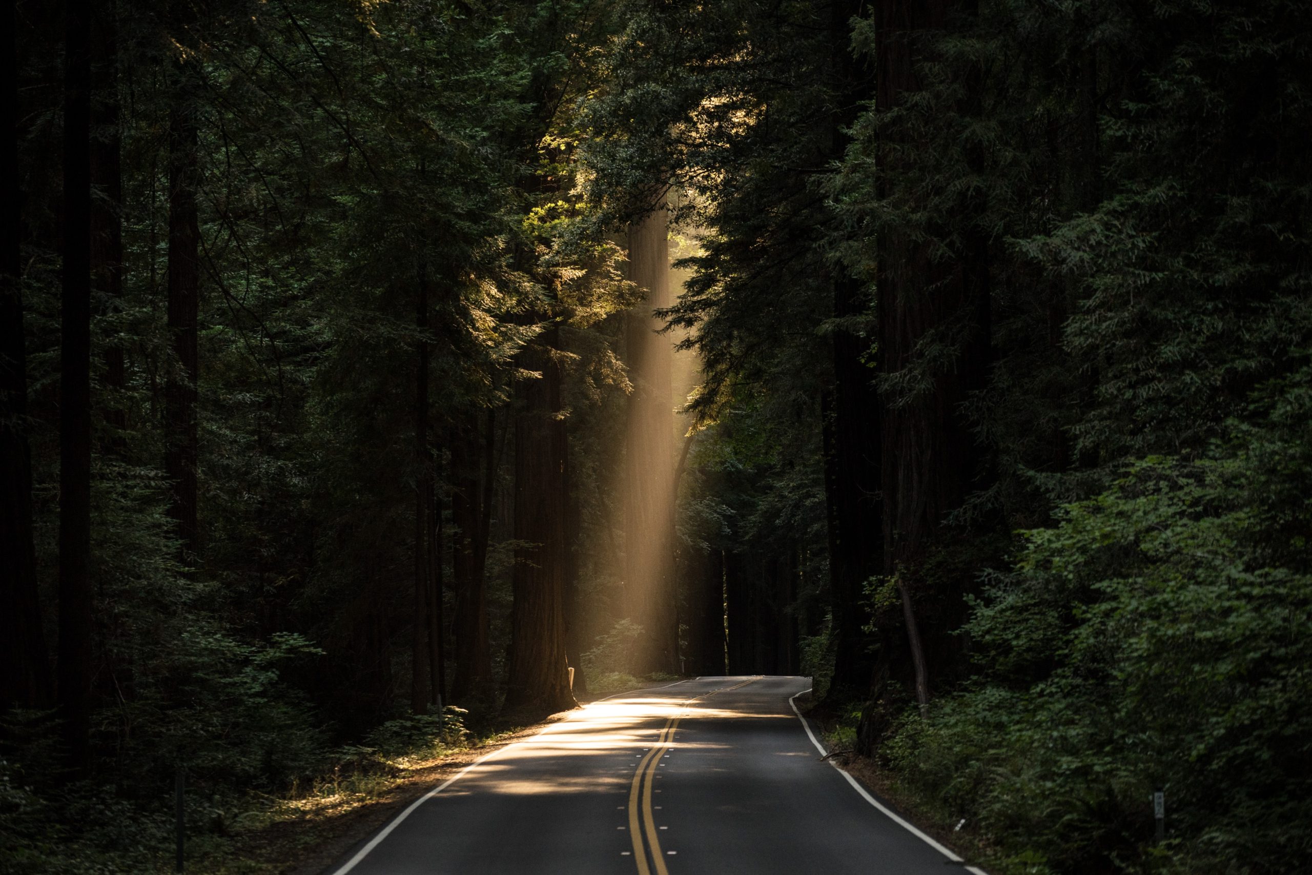 sunlight peaking through trees featured image