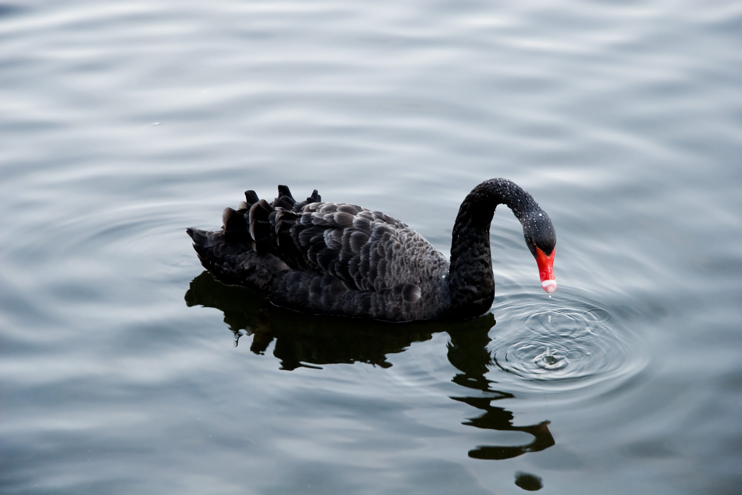 bitcoin black swan