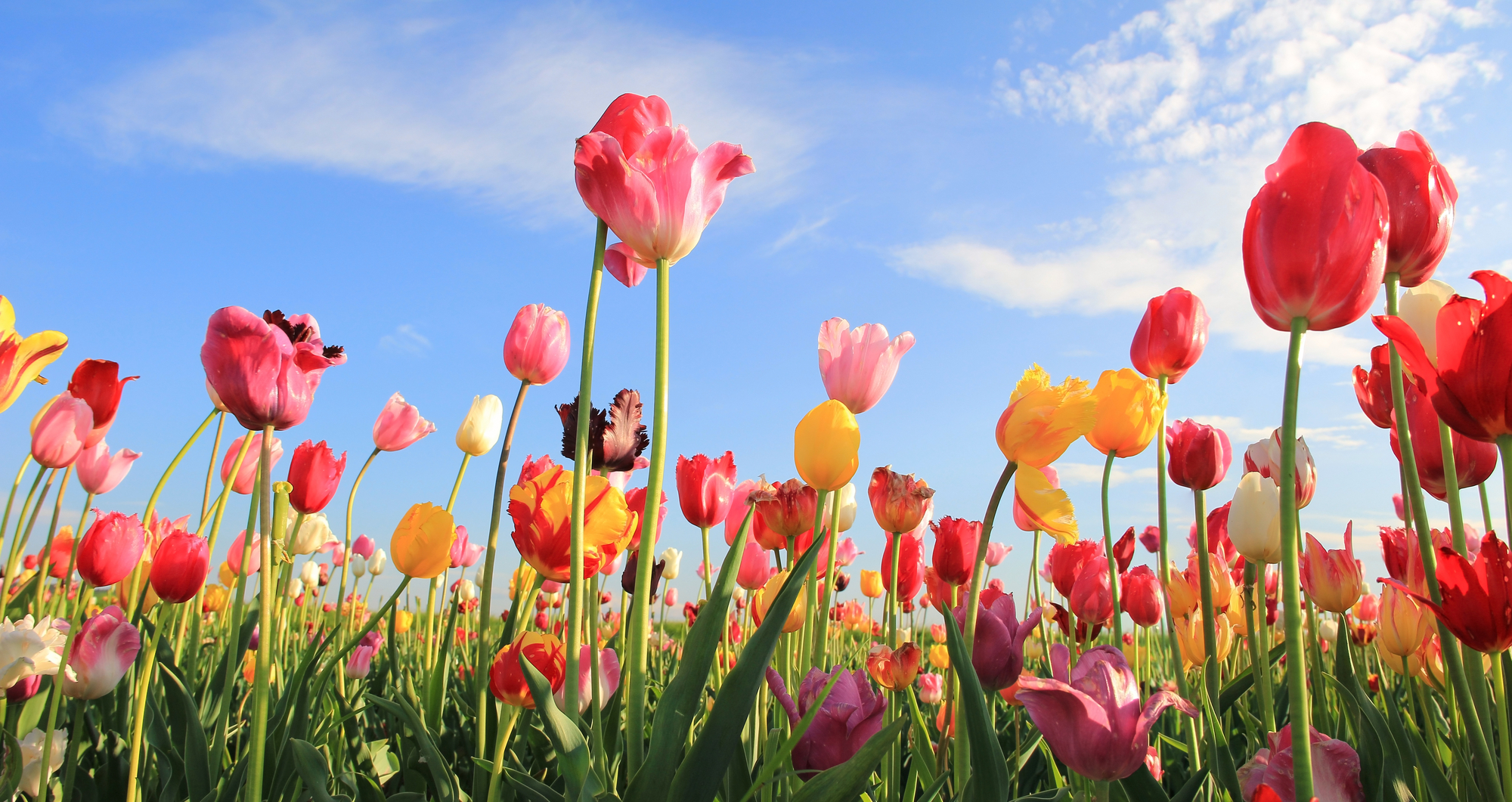 bitcoin tulip mania