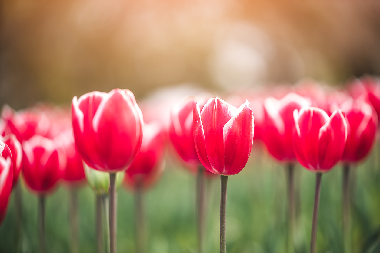 bitcoin crypto tulips tulip mania iStock-1192491693