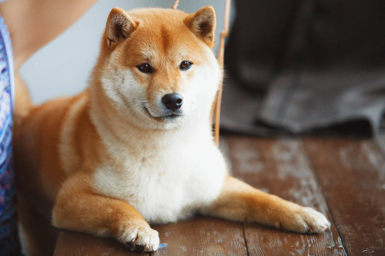 Picture of a Shiba Inu dog