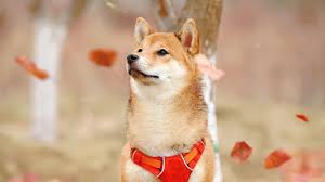 Shiba Inu dog