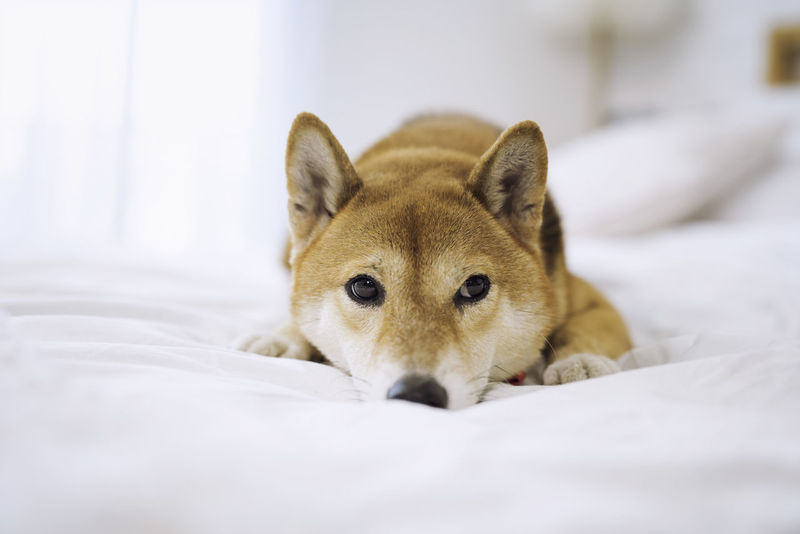 Shiba Inu