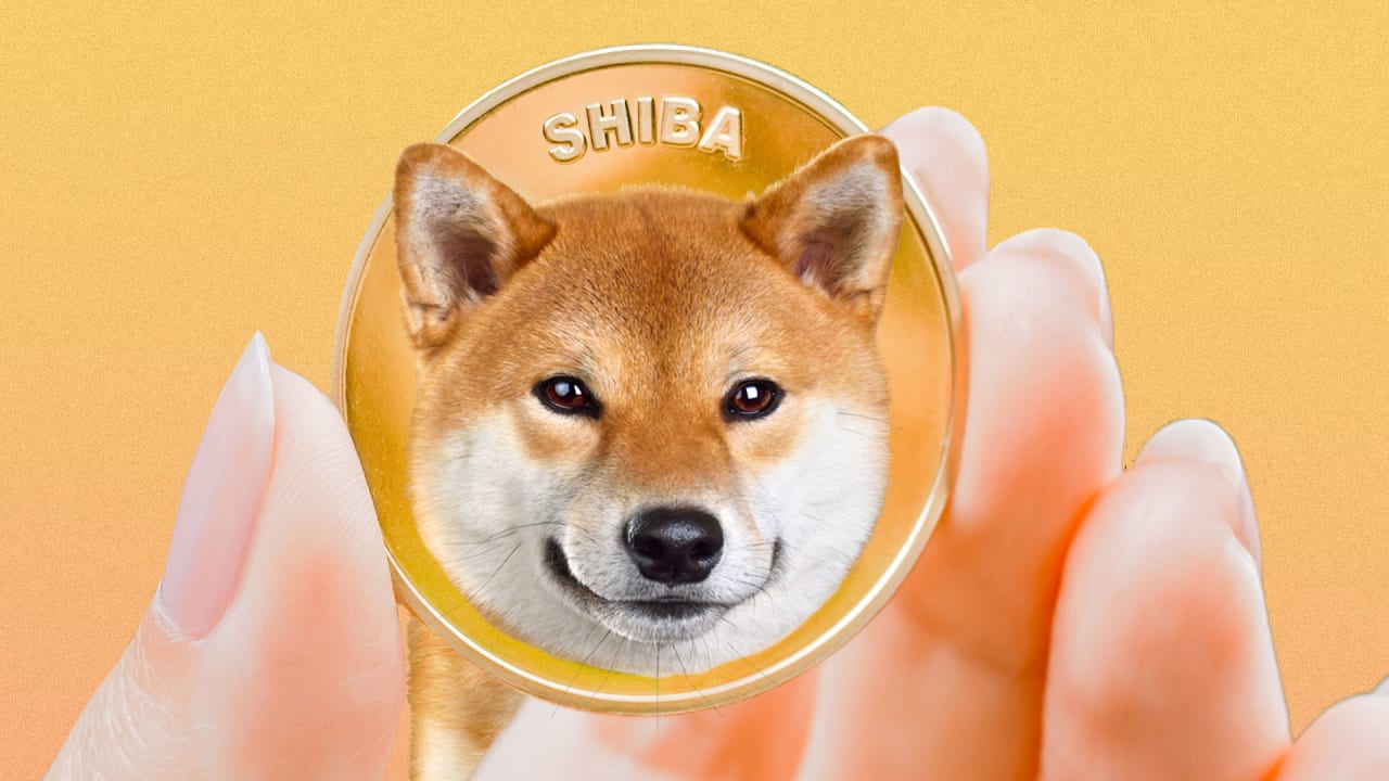 shiba inu