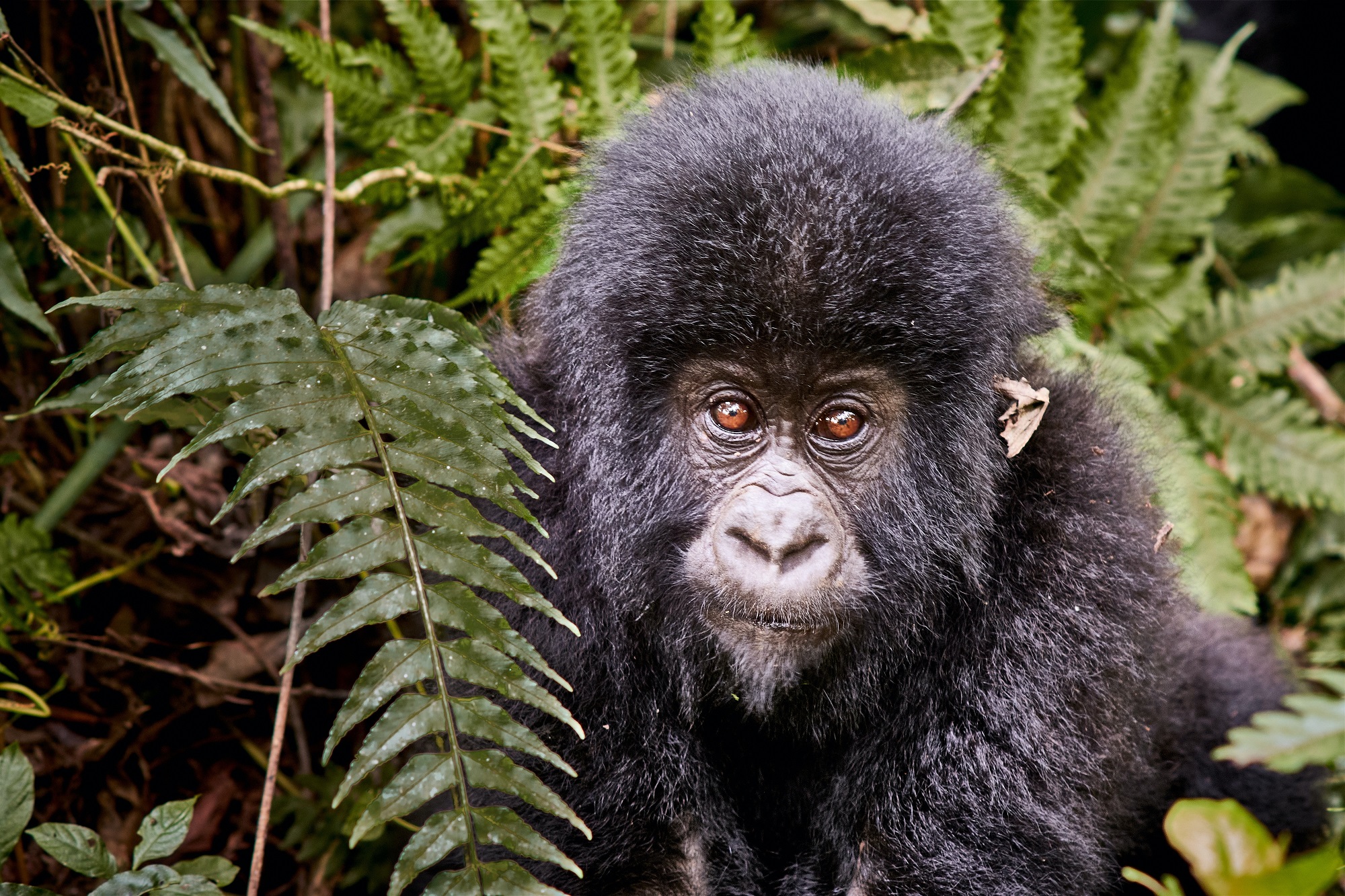 Bitcoin Congo National Park