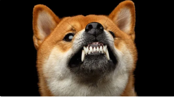 Shiba Inu