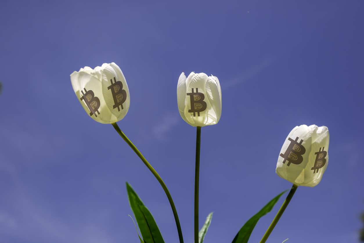 tulip mania bitcoin