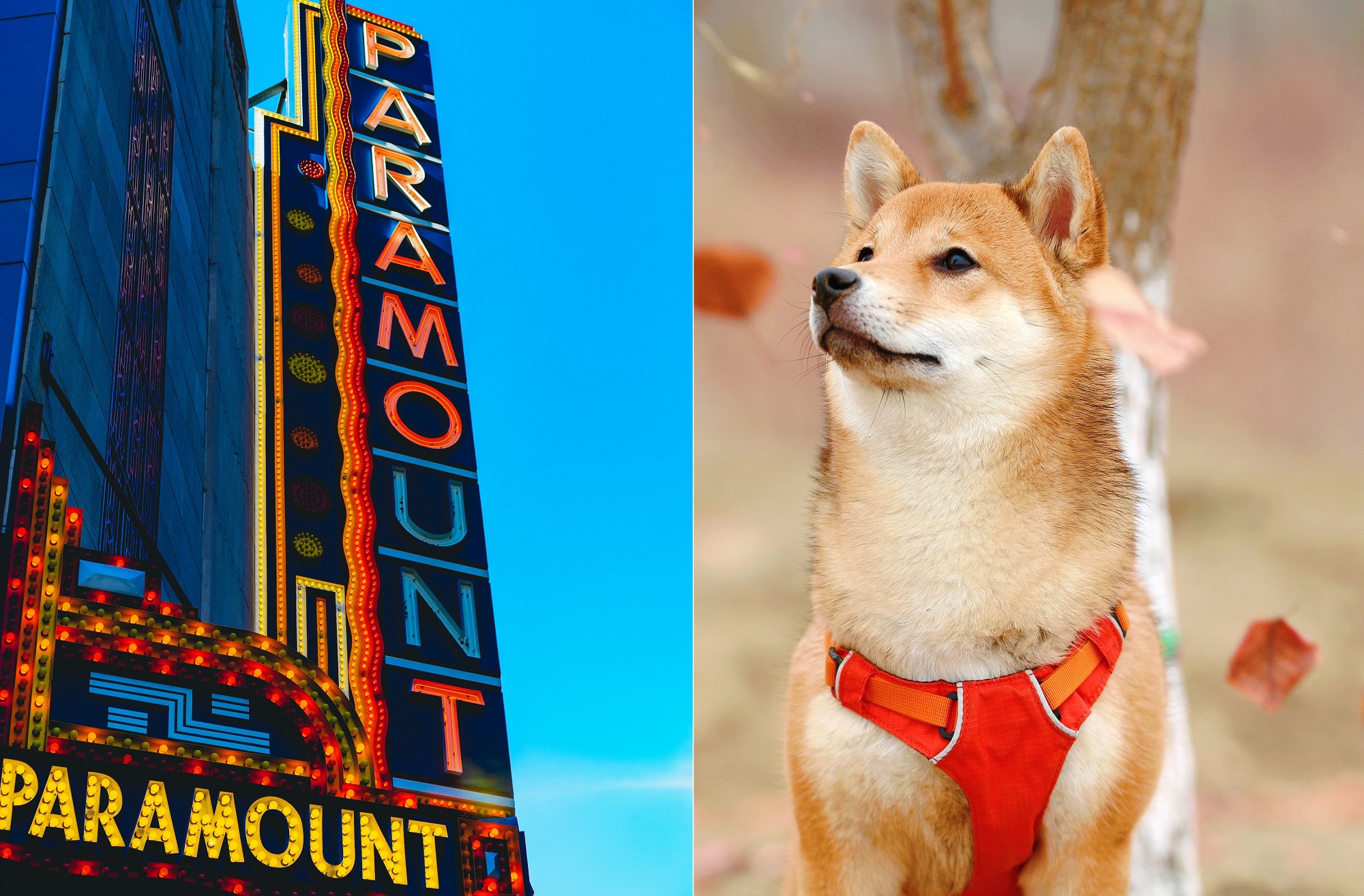 Shiba Inu Paramount