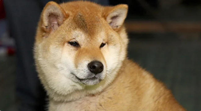 Shiba Inu