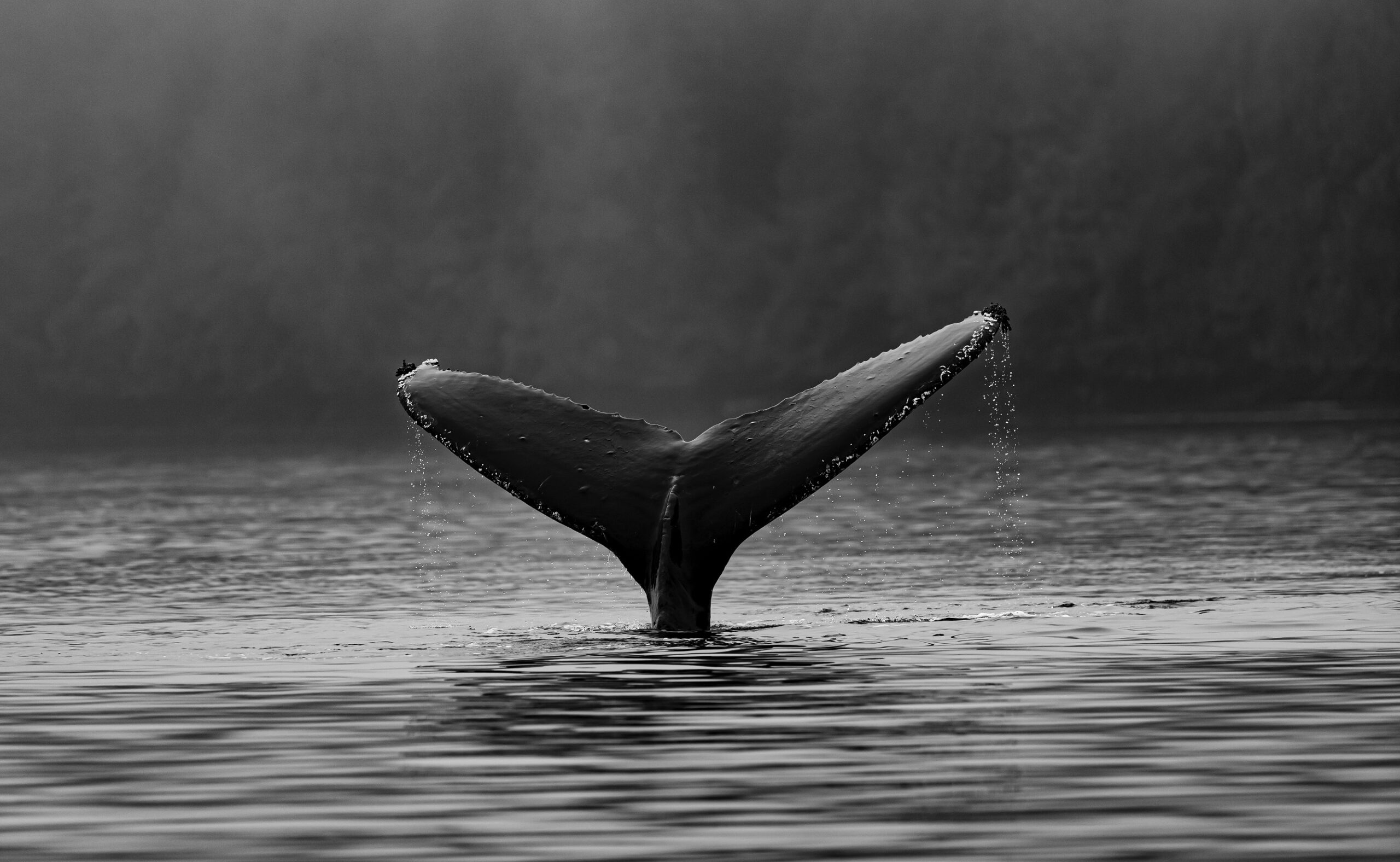 Sandbox SAND Whale