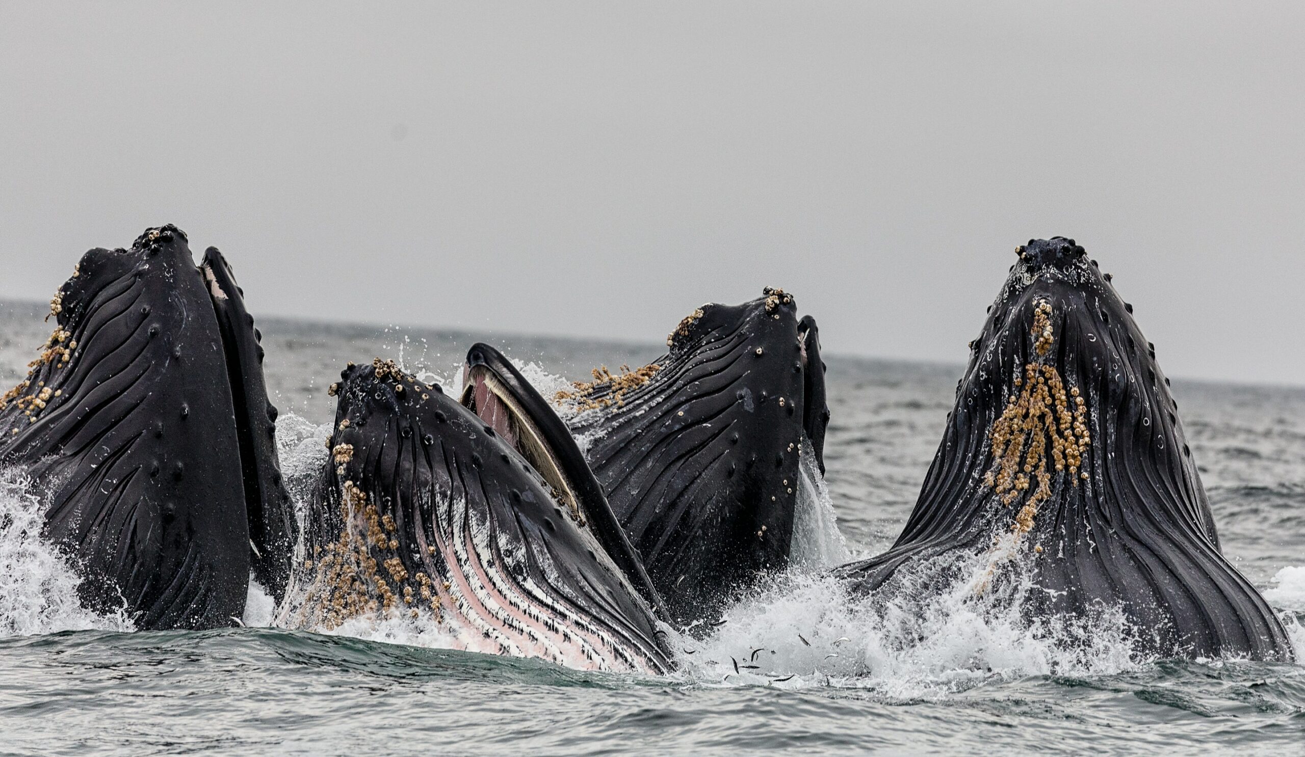 Chainlink Whales