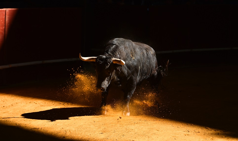 Bitcoin Bull