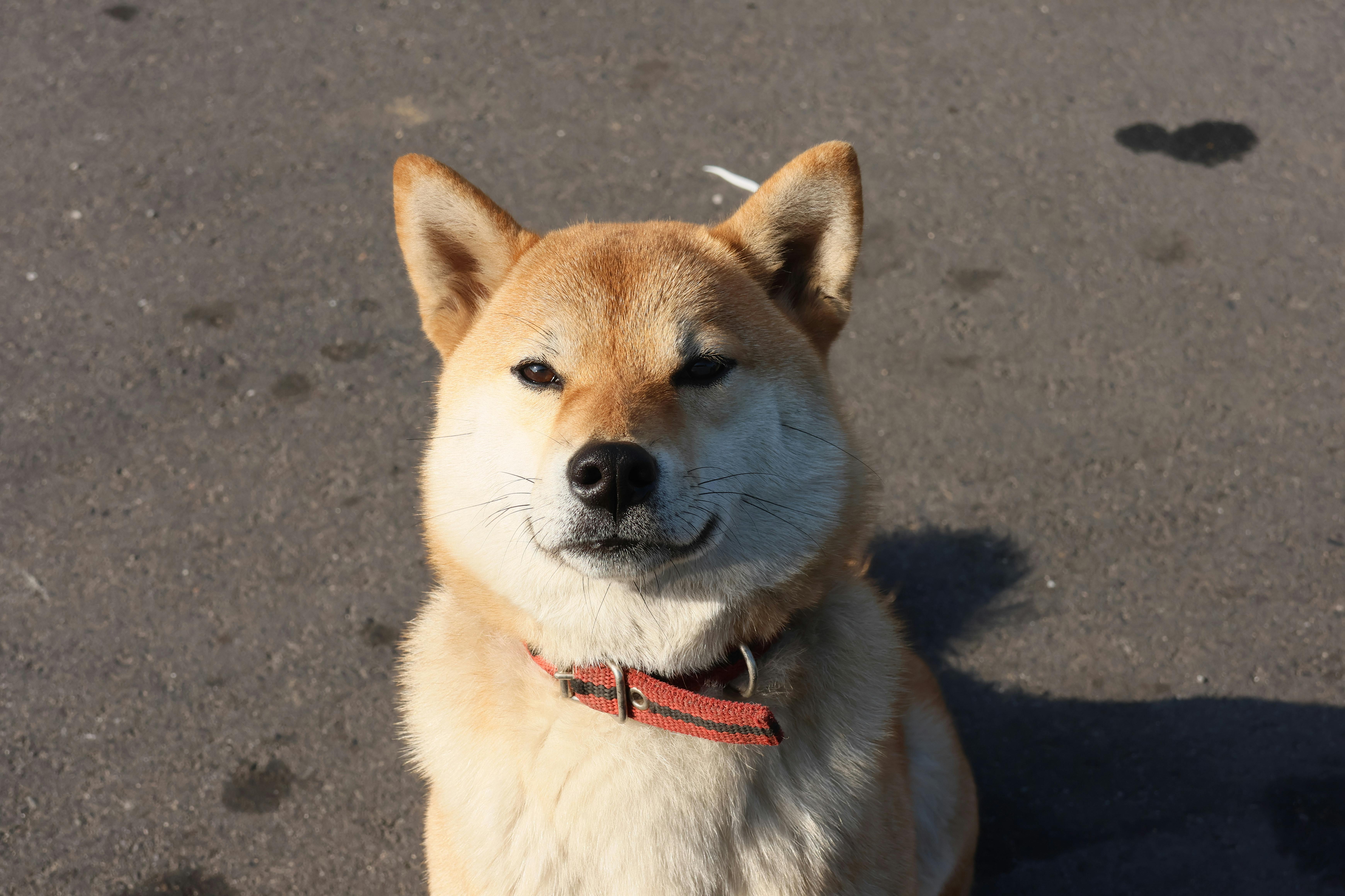 Shiba Inu