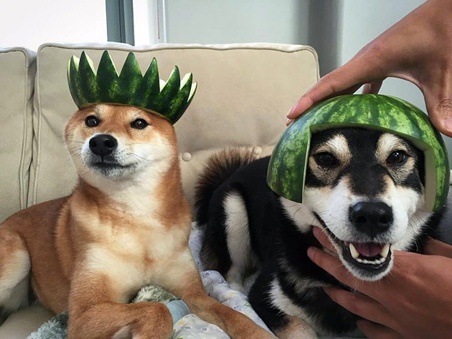 dogwifhat