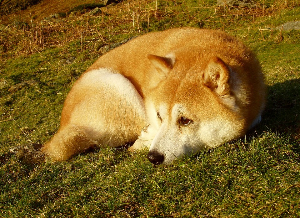 Shiba Inu