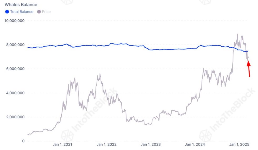 Bitcoin Whales Balance | Source: IntoTheBlock on X